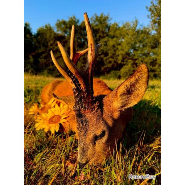 Bracelets de brocards