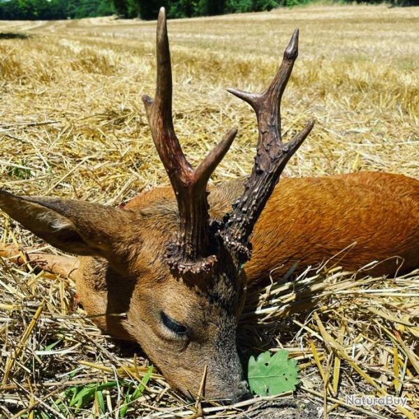 Bracelets de brocards