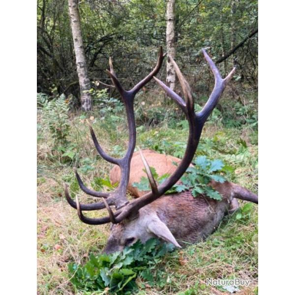 Chasse � l'approche du cerf pendant le brame