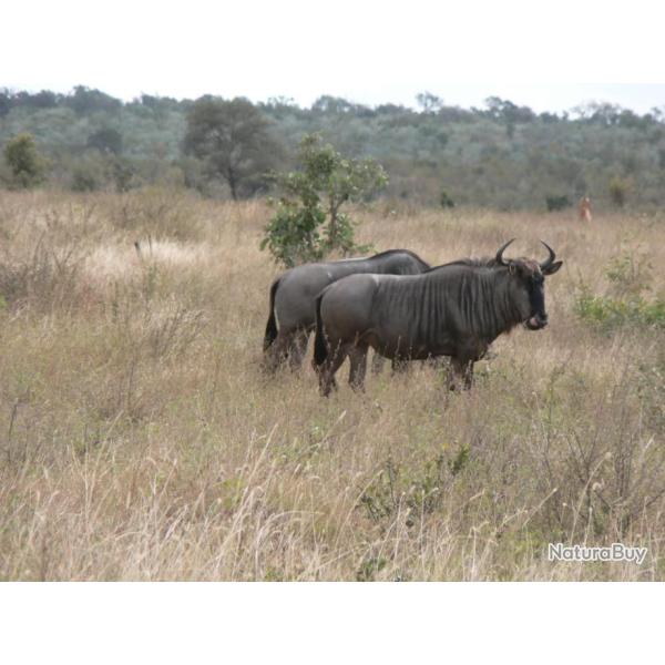 AFRIQUE DU SUD - PACKAGE 4 ANIMAUX TROPHEES