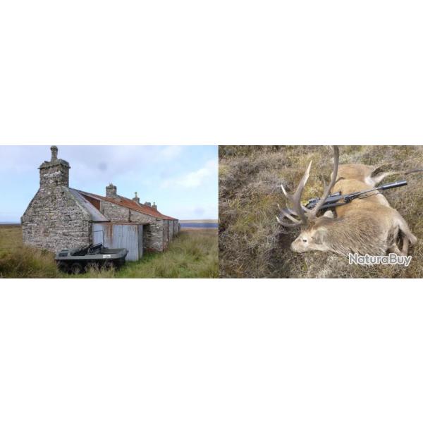 Ecosse : Chasse du cerf