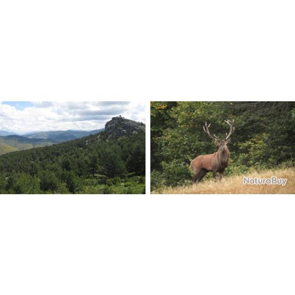 Espagne : Chasse du cerf au brame