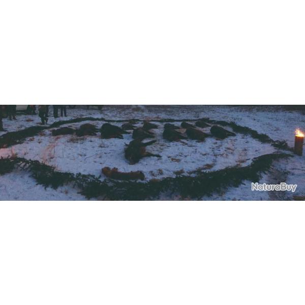 Hongrie : Chasse du sangliers en battue