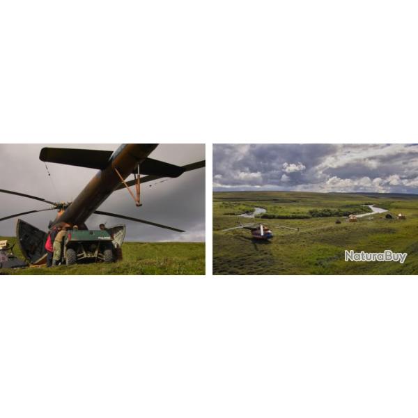 Kamchatka : Chasse  l'ours brun