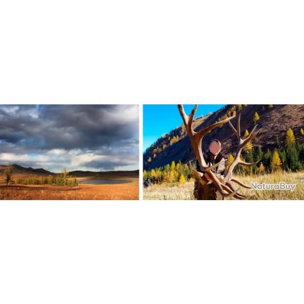 Mongolie : Cerf Maral