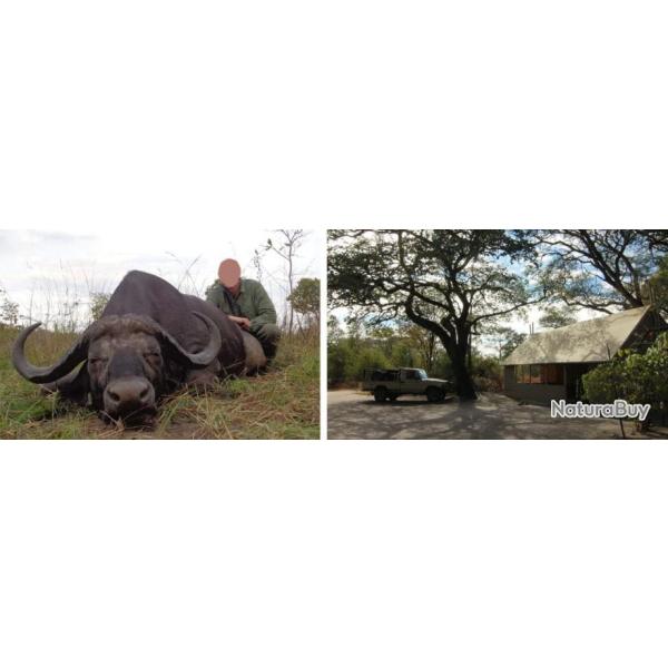 Namibie : Buffle caffer en Caprivi