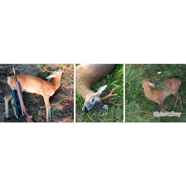 Pologne : Chasse du Brocard  l'approche