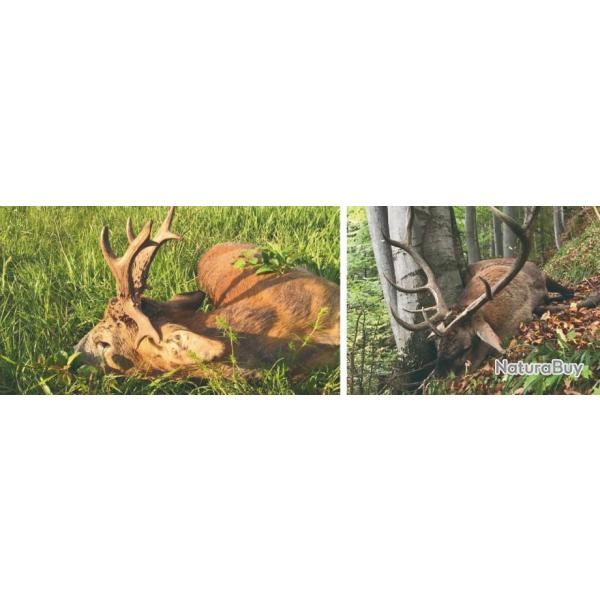 Roumanie : Chasse du brocard � l'approche