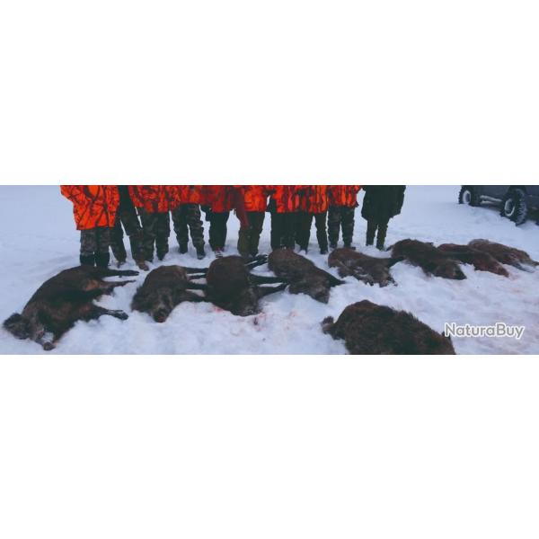 Roumanie : Chasse du sanglier en battue