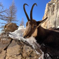 Bracelets de chamois