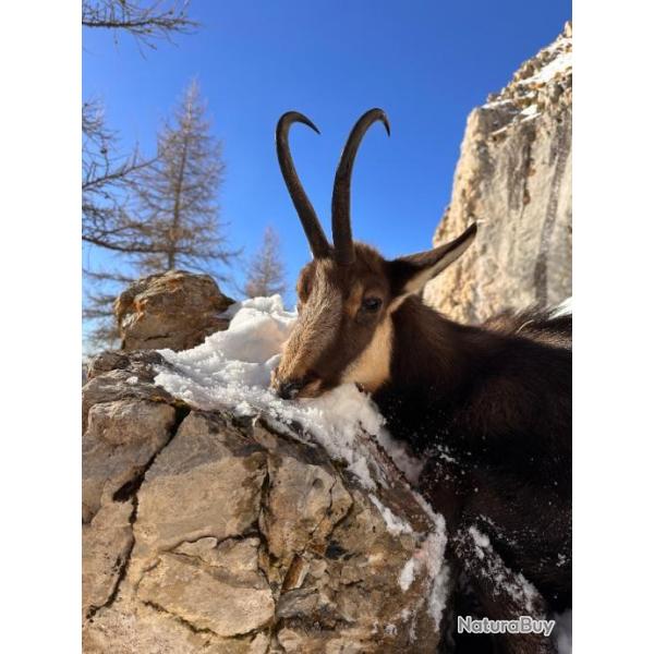 Bracelets de chamois