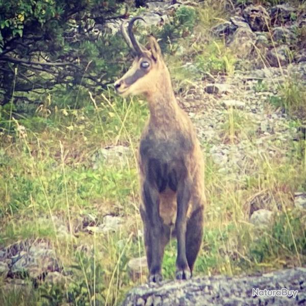 Bracelets de chamois