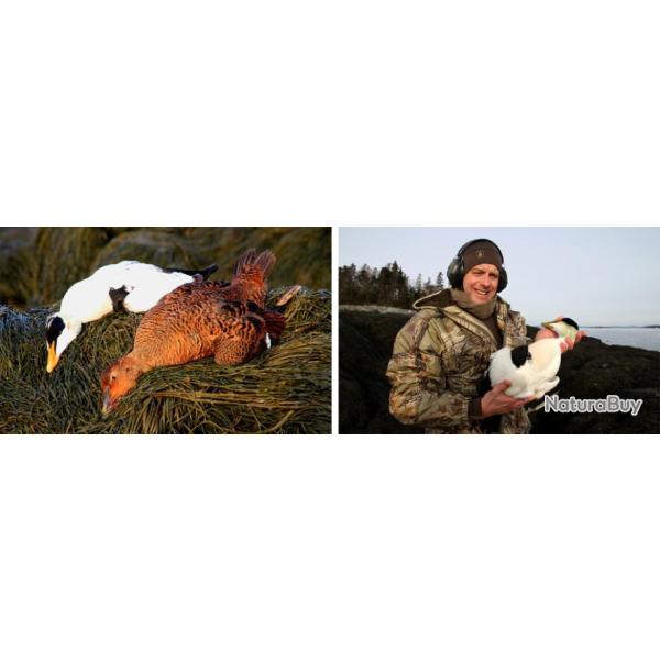 Canada : Chasse aux canards polaires
