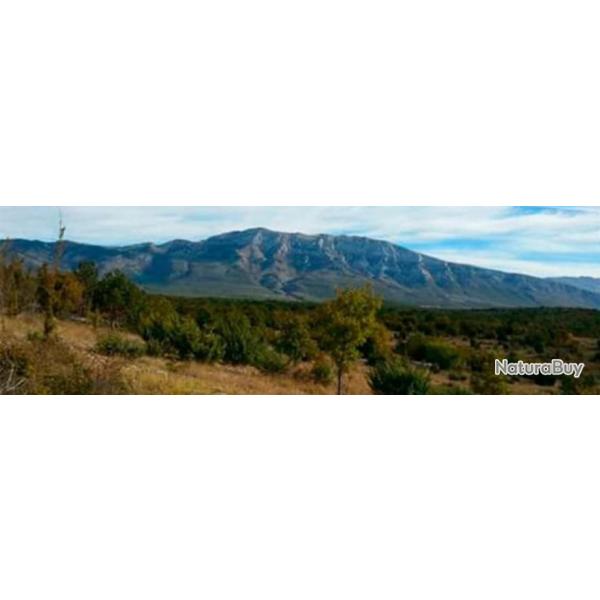 Croatie : Chasse de la b�casse au chien