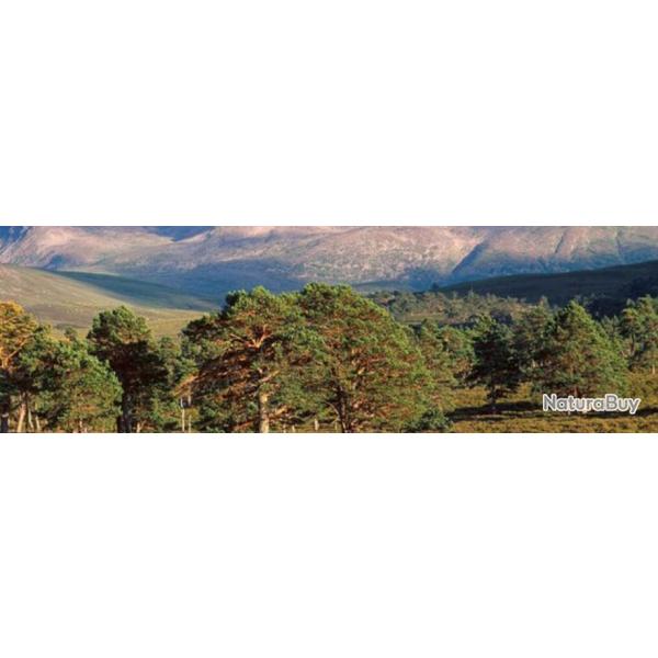 Ecosse : Chasse mixte