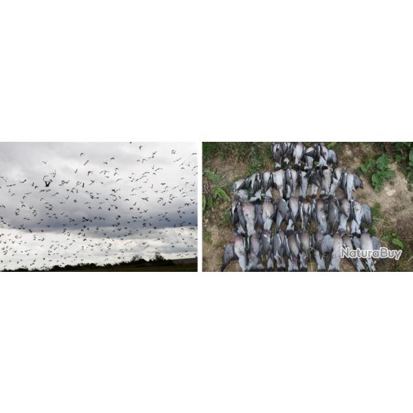 Ecosse : Chasse � la Palombe