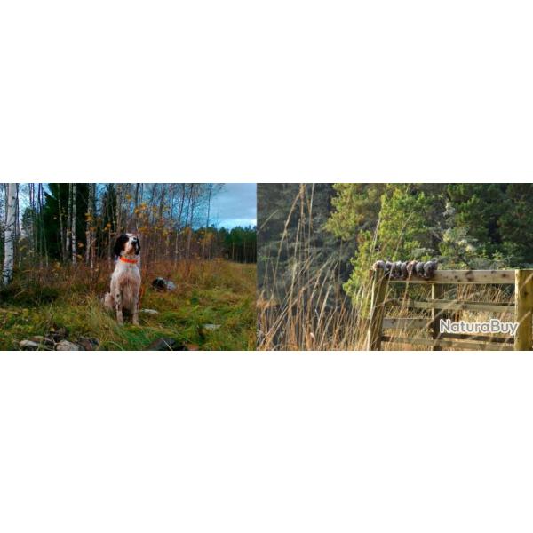 Estonie : Bcasse au chien d'arrt