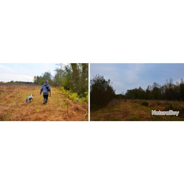 Roumanie : B�casse au chien d'arr�t