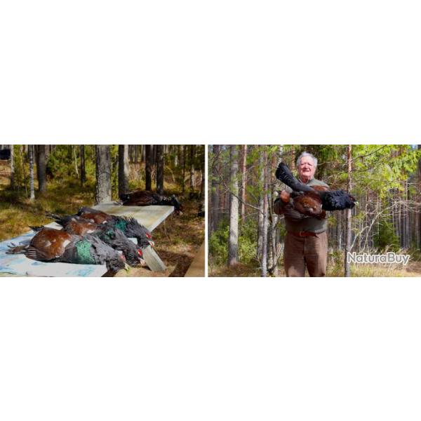 Russie : Chasse du grand ttras au chant