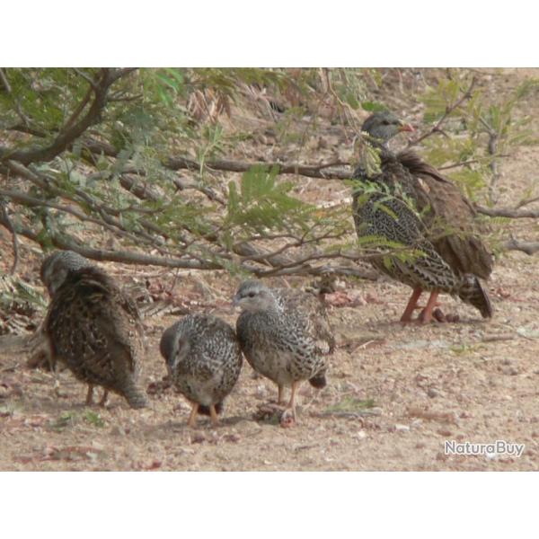 AFRIQUE DU SUD - PETIT GIBIER