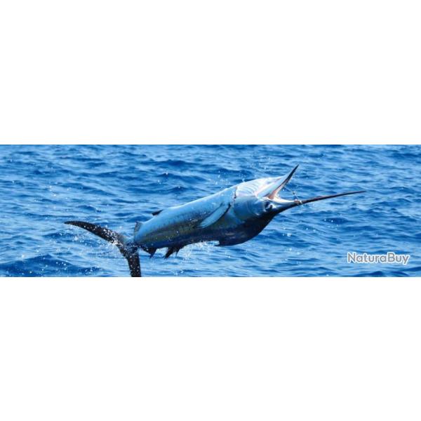 Costa Rica : P�che � Playa Garza