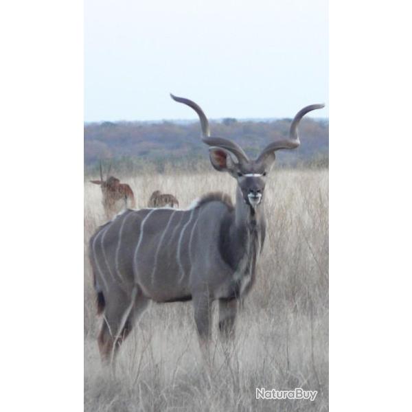 AFRIQUE DU SUD - SAFARI A LA CARTE