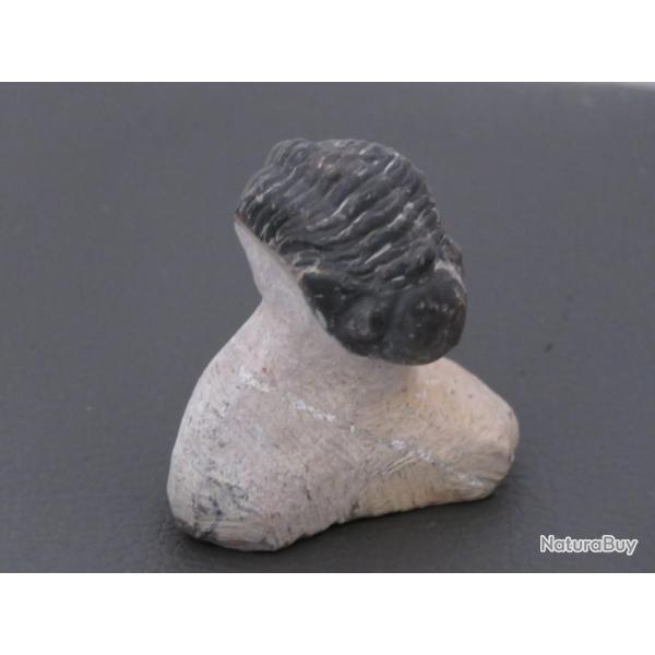 Magnifique et v�ritable fossile trilobite 390 millions d'ann�es
