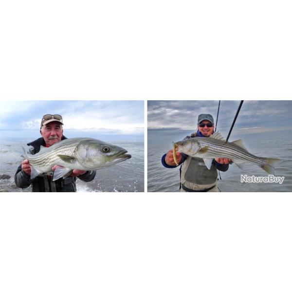 Canada : P�che du bar ray�