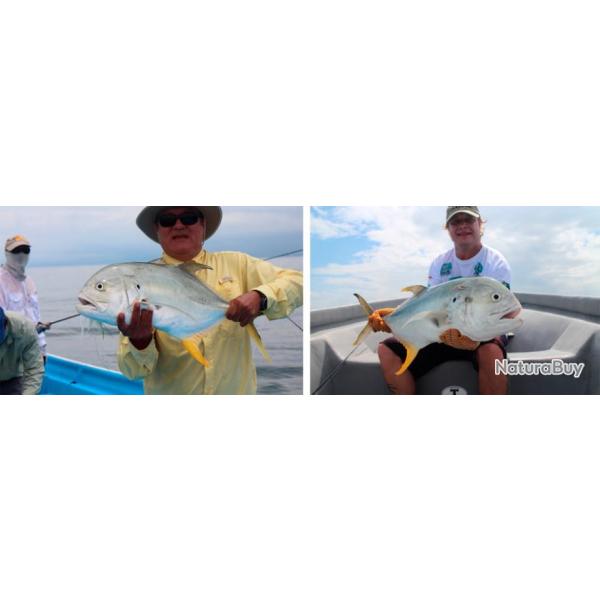 Costa Rica : Tarpons g�ants des Cara�bes