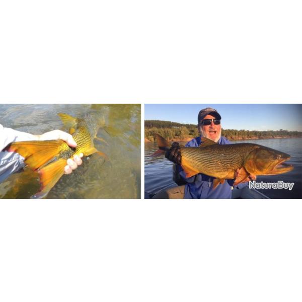 Uruguay : Pche du Dorado