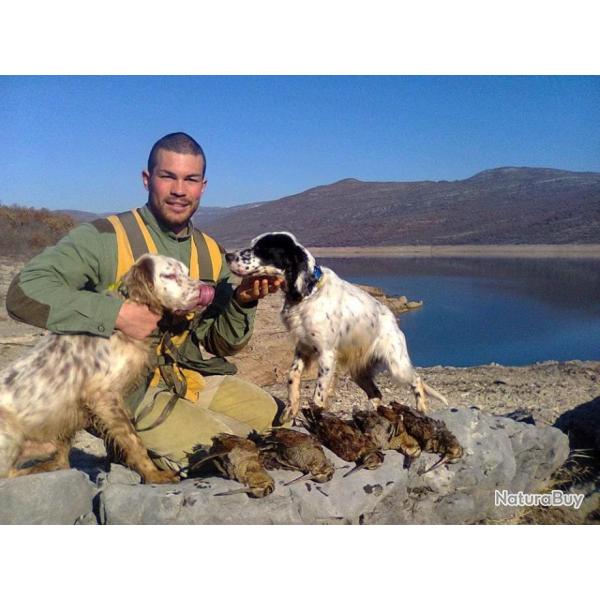 Chasse de la b�casse en Bosnie / 4 ou 5 jours .