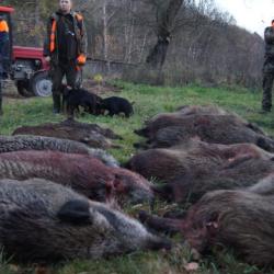 S&eacute;jour chasse du sanglier en Bosnie