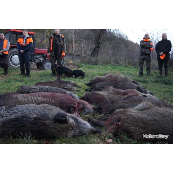 S�jour chasse du sanglier en Bosnie