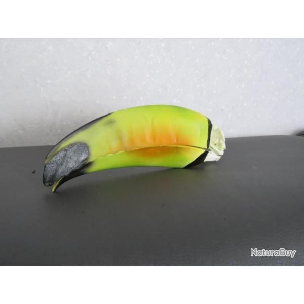 Rare magnifique rplique d'un crne de toucan taxidermie ostologie vente lgale
