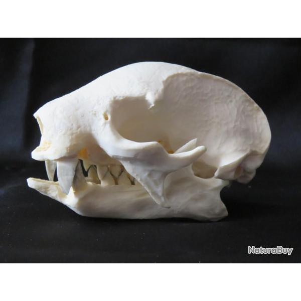 Magnifique rplique en rsine d'un crne de paresseux  2 doigts taxidermie ostologie REPLIQUE