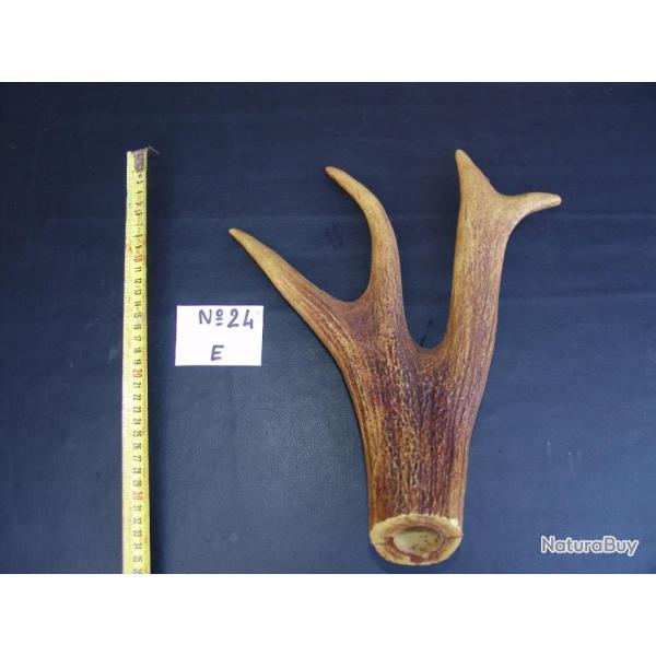 faux bois de cerf en composite tr�s solide , taxidermiste   ....(N�24..E)