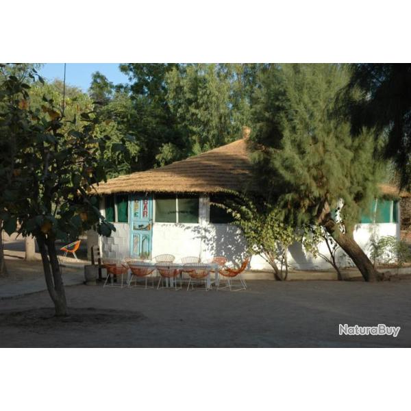 SENEGAL - PETIT GIBIER ET PHACOCHERES