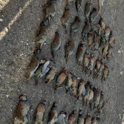 MAROC - PETIT GIBIER (perdrix, cailles, b&eacute;casses, b&eacute;cassines, tourterelles, canards)  ET SANGLIERS