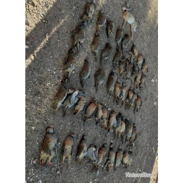 MAROC - PETIT GIBIER (perdrix, cailles, b�casses, b�cassines, tourterelles, canards)  ET SANGLIERS