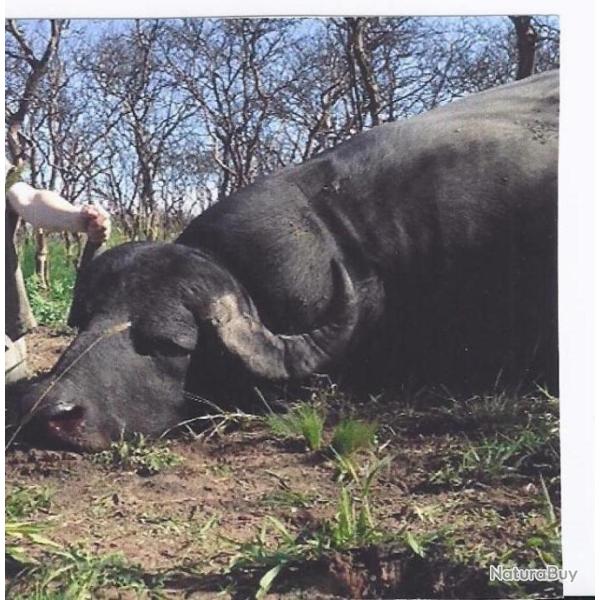 ARGENTINE - GRANDS ANIMAUX D'EXCEPTION - REGION DE LA PAMPA