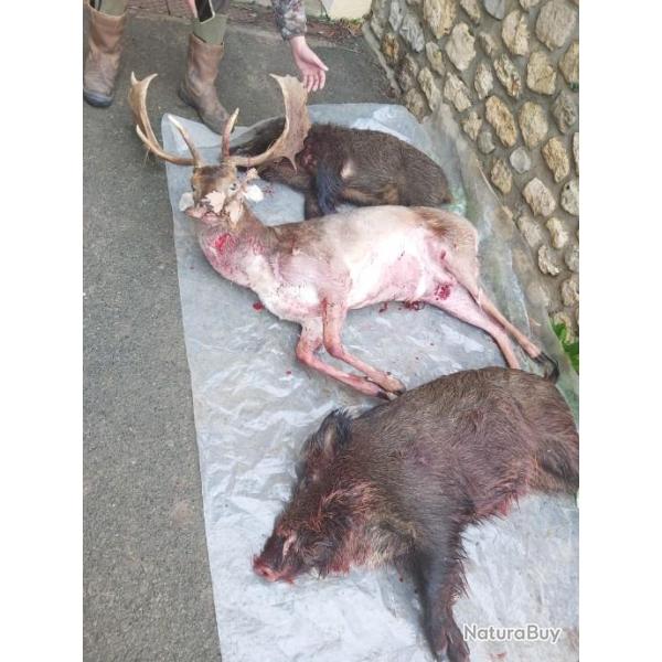 Recherche traqueur avec chien nous vous invitons gratuitement