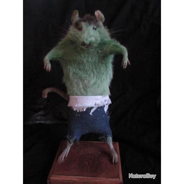 taxidermie rat hulk taxidermy rat curiosit
