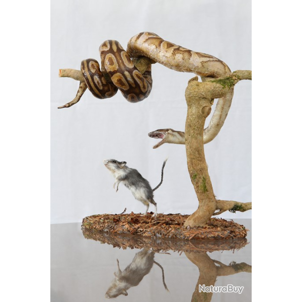 a reserver taxidermie python taxidermy snake rat curiosit� odditties