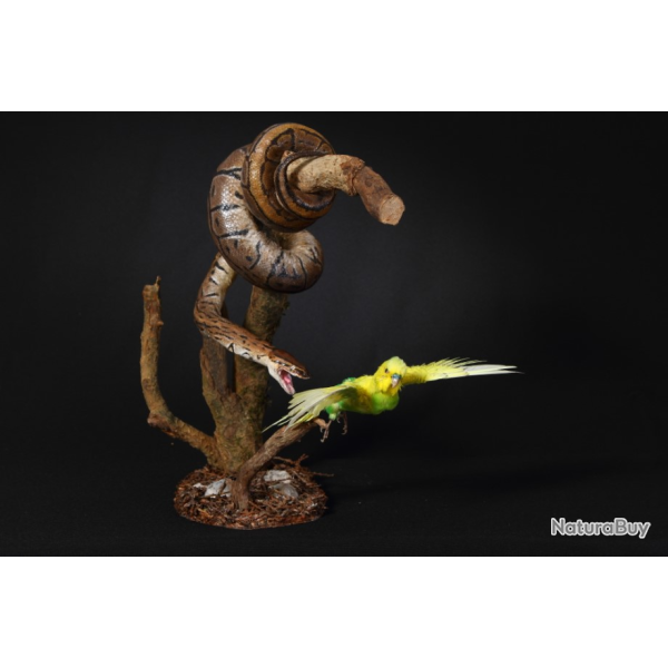 a reserver taxidermie python taxidermy snake oiseaux bird curiosit� odditties