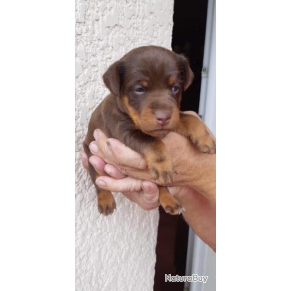 � r�server chiots jagd-terrier lof