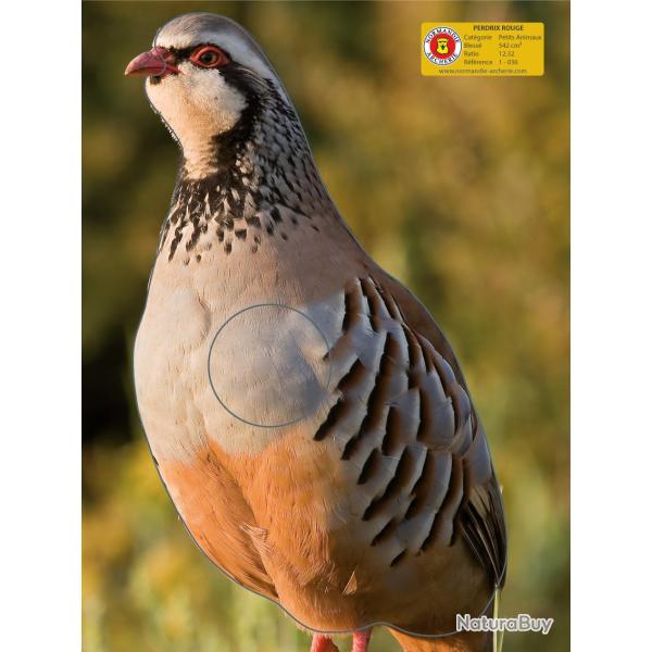 NORMANDIE ARCHERIE - PERDRIX ROUGE