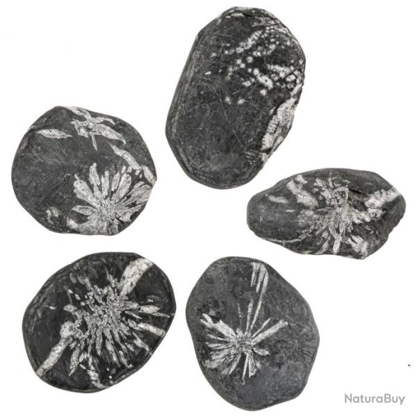 Galet brut de pierre chrysanth�me - A l'unit�