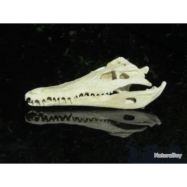 Taxidermie.Reconstitution crne de crocodile
