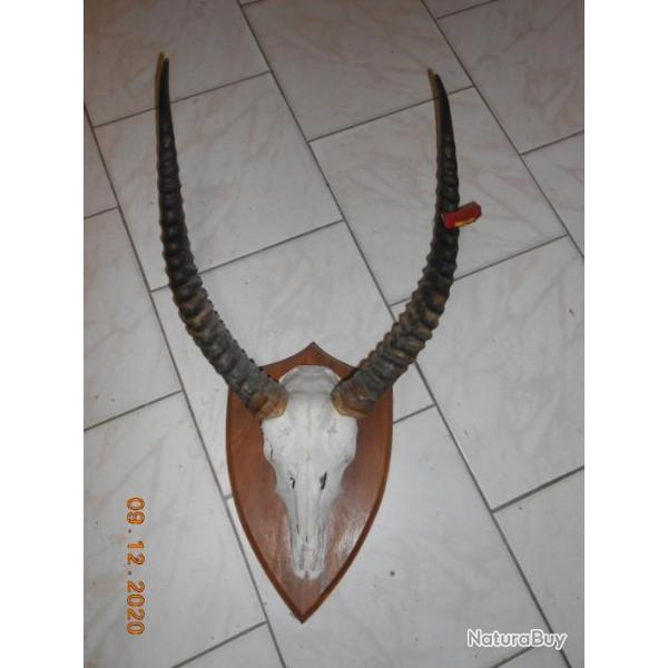 troph�e massacre  d�co chasse cabinet de curiosit� 2