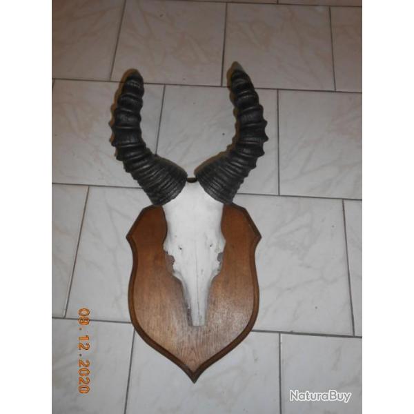 troph�e massacre  d�co chasse cabinet de curiosit� 3